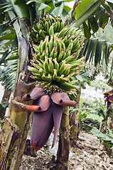 Image showing Bunch of bananas