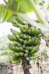 Image showing Bunch of bananas