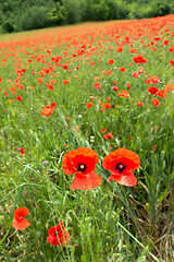 Image showing poppy field