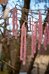 Image showing some hazelnut blossoms for allergy illustrations