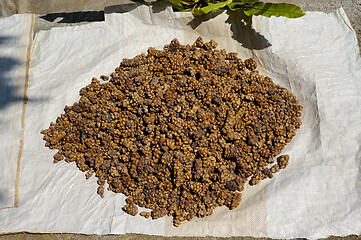 Image showing coffee beans at Bali Indonesia