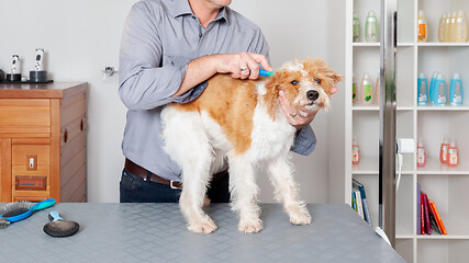 Image showing Sweet Dog Grooming