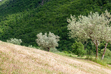 Image showing old olive tree