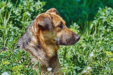 Image showing Portrait of Sstreet Dog