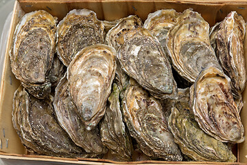 Image showing Crate Oysters