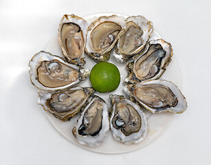 Image showing Served Oysters