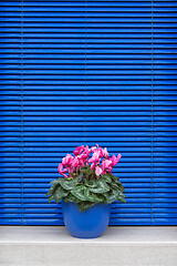 Image showing Blue Flower Pot