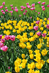 Image showing Beautiful bright colorful tulips