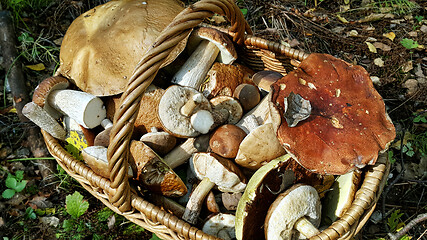 Image showing Basket with edible mushrooms