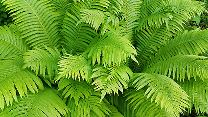 Image showing Green fresh fern branches