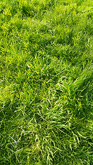 Image showing Fresh green grass texture