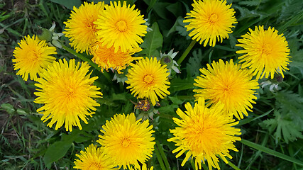 Image showing Bright yellow dandelion flowers