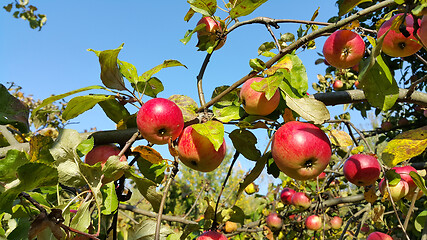 Image showing Branches with bright red apples