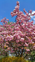 Image showing Beautiful flowers of spring trees on blue sky background