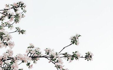 Image showing Spring Apple Tree Blossoms Against A White Background