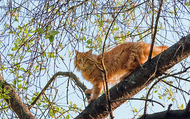 Image showing Cat Climbed Up On A Tree Branch On A Spring Day