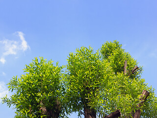 Image showing Tree Tops Against The Blue Sky