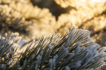 Image showing pine forest, winter