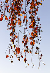 Image showing Yellow foliage, autumn