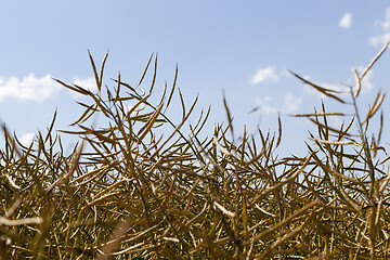 Image showing canola dry