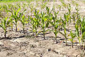 Image showing row of sunlit corn