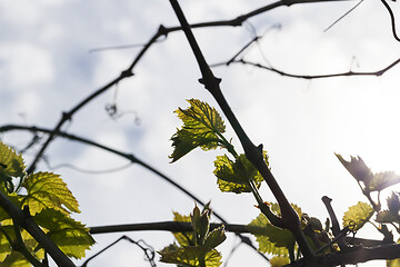 Image showing Leaves of grapes, spring