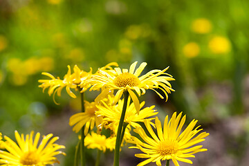 Image showing selected chamomile