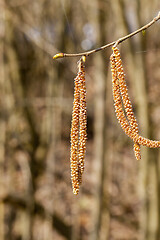 Image showing birch in spring