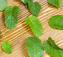 Image showing Green fresh mint