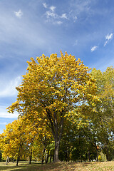 Image showing the leaves on the trees