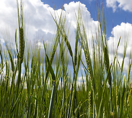 Image showing field of wheat.