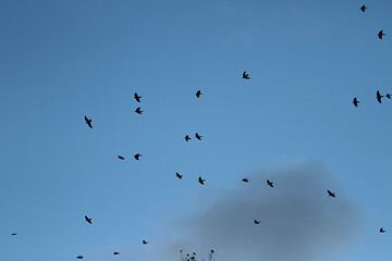 Image showing Birds flying