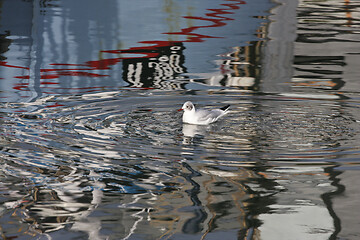 Image showing Seagull