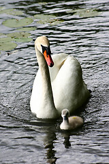 Image showing Swan and cygnet