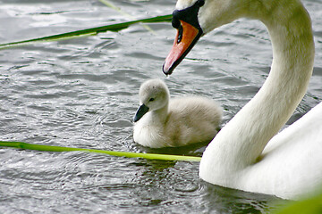 Image showing Swan and cygnet