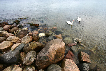 Image showing Swans 