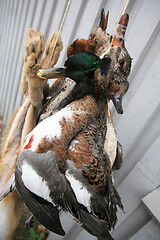 Image showing Ducks after the hunt