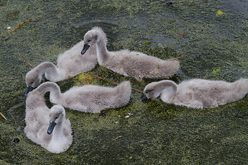 Image showing Cygnets