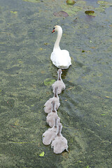 Image showing Swans and cygnets