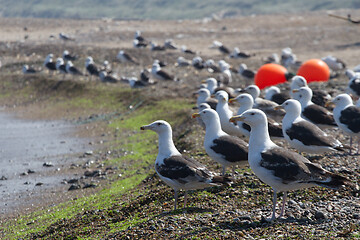 Image showing Seagull Iat the coast