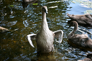 Image showing Swans 