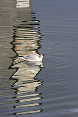 Image showing Seagull