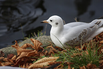 Image showing Seagull