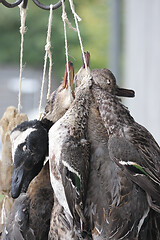 Image showing Ducks after the hunt