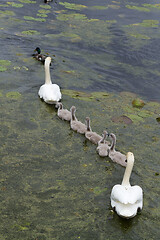 Image showing Swans and cygnets