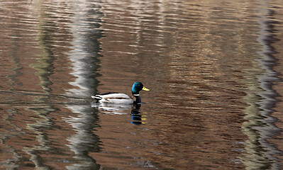 Image showing Ducks 