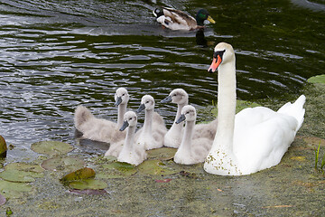 Image showing Swans and cygnets