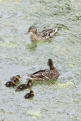 Image showing Ducks 