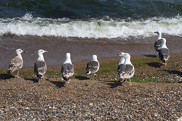 Image showing Seagull Iat the coast