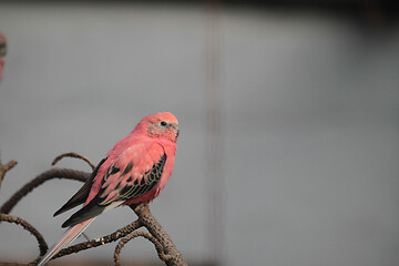 Image showing Red bird